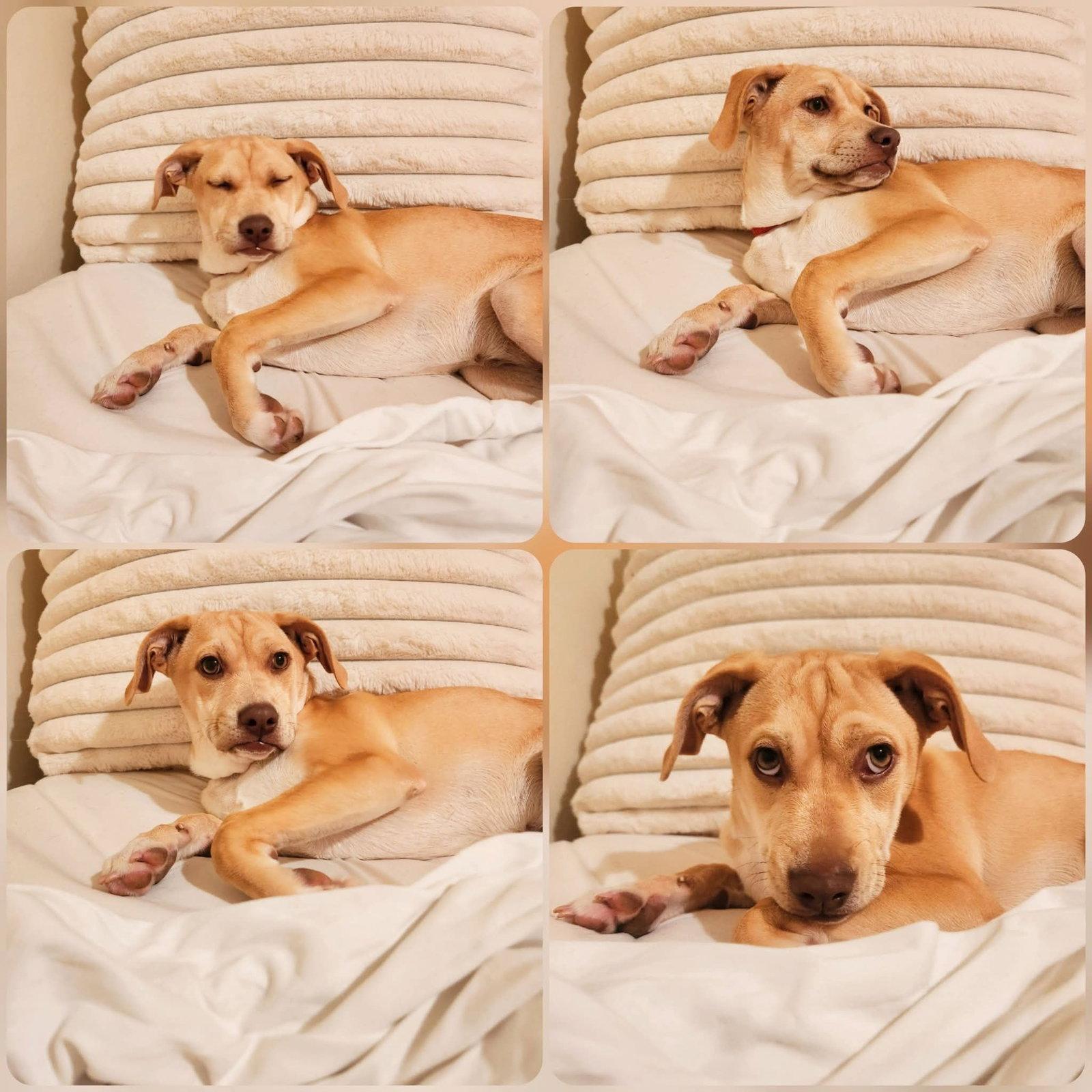 Twiggy, a Adoptable Terrier in New London, WI image 2/3