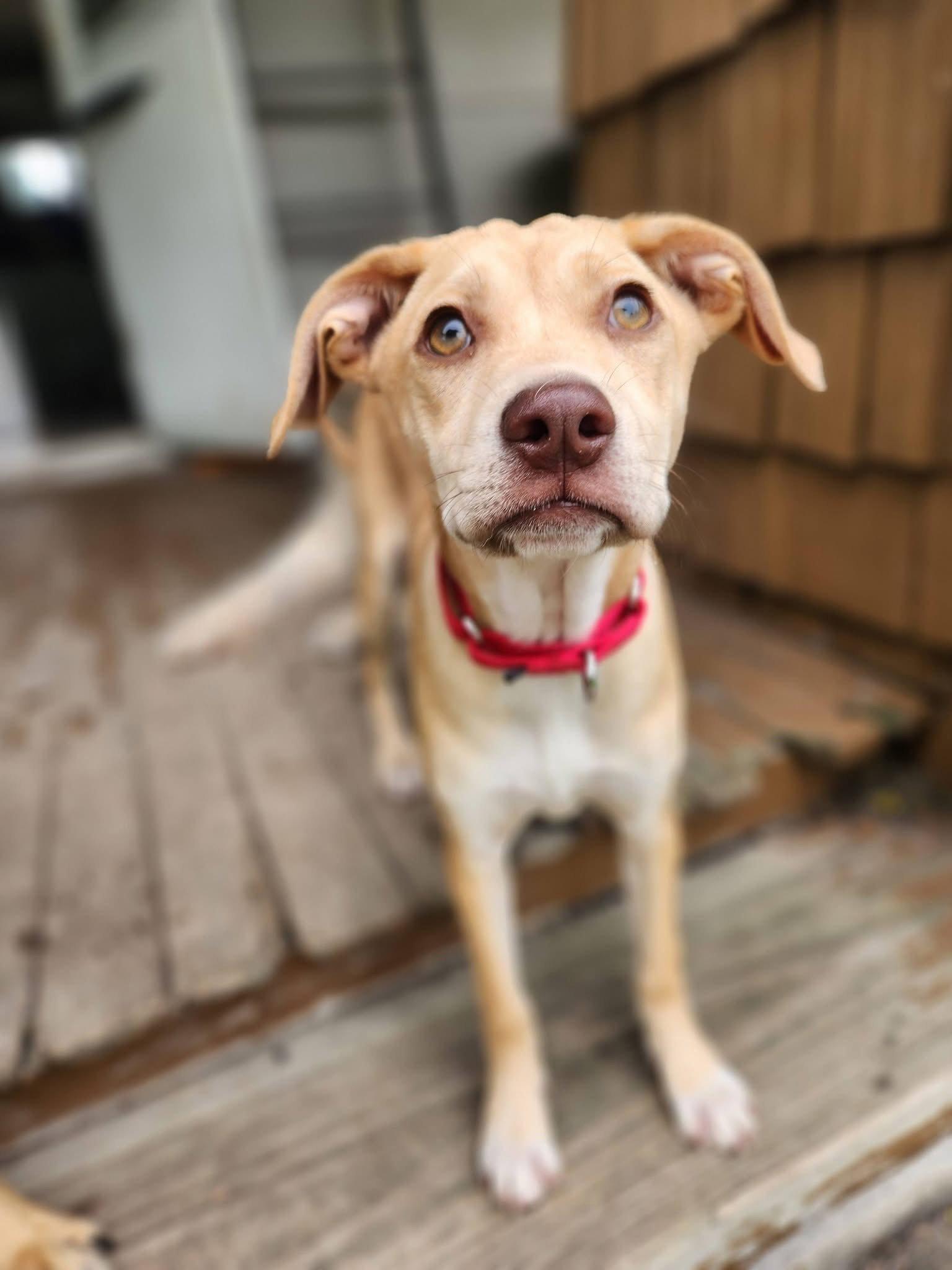 Twiggy, a Adoptable Terrier in New London, WI image 3/3