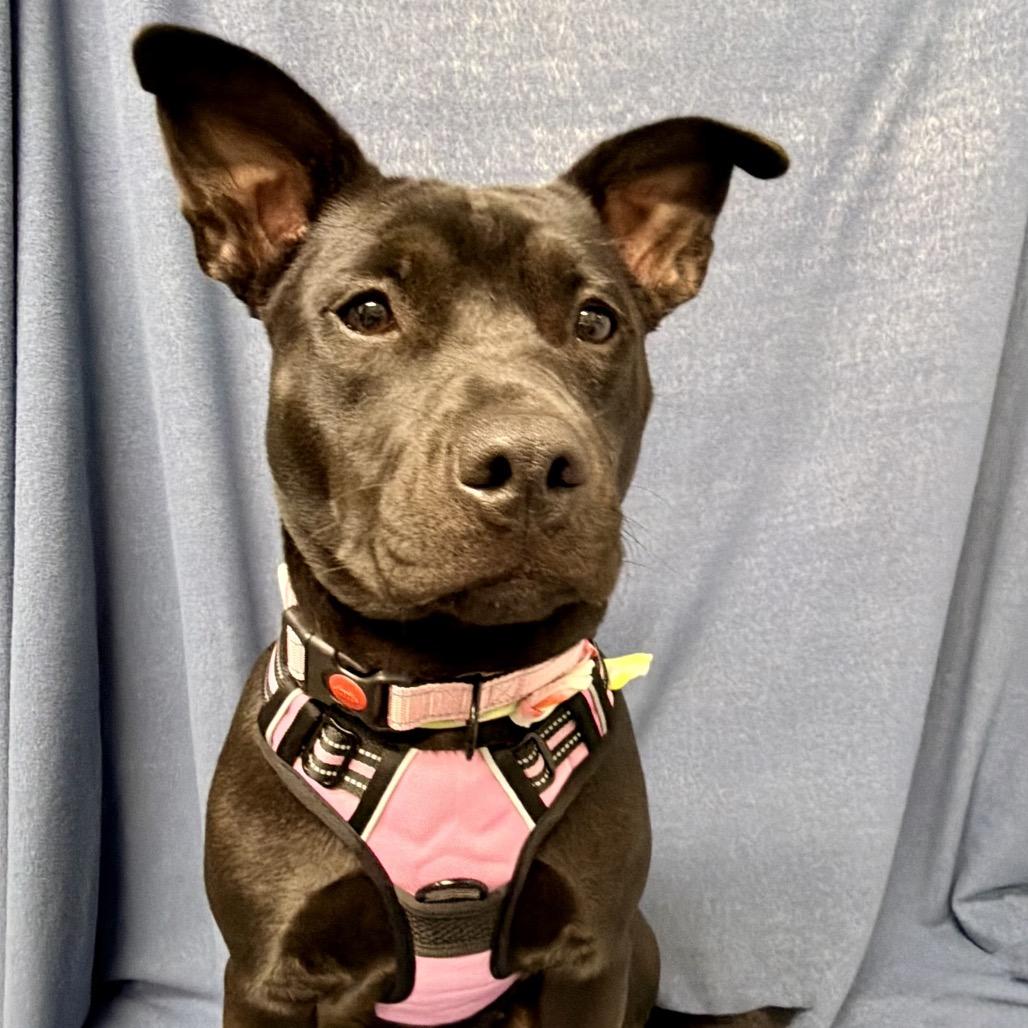 Dani, Adoptable, Adult Female Mixed Breed & Black Labrador Retriever.