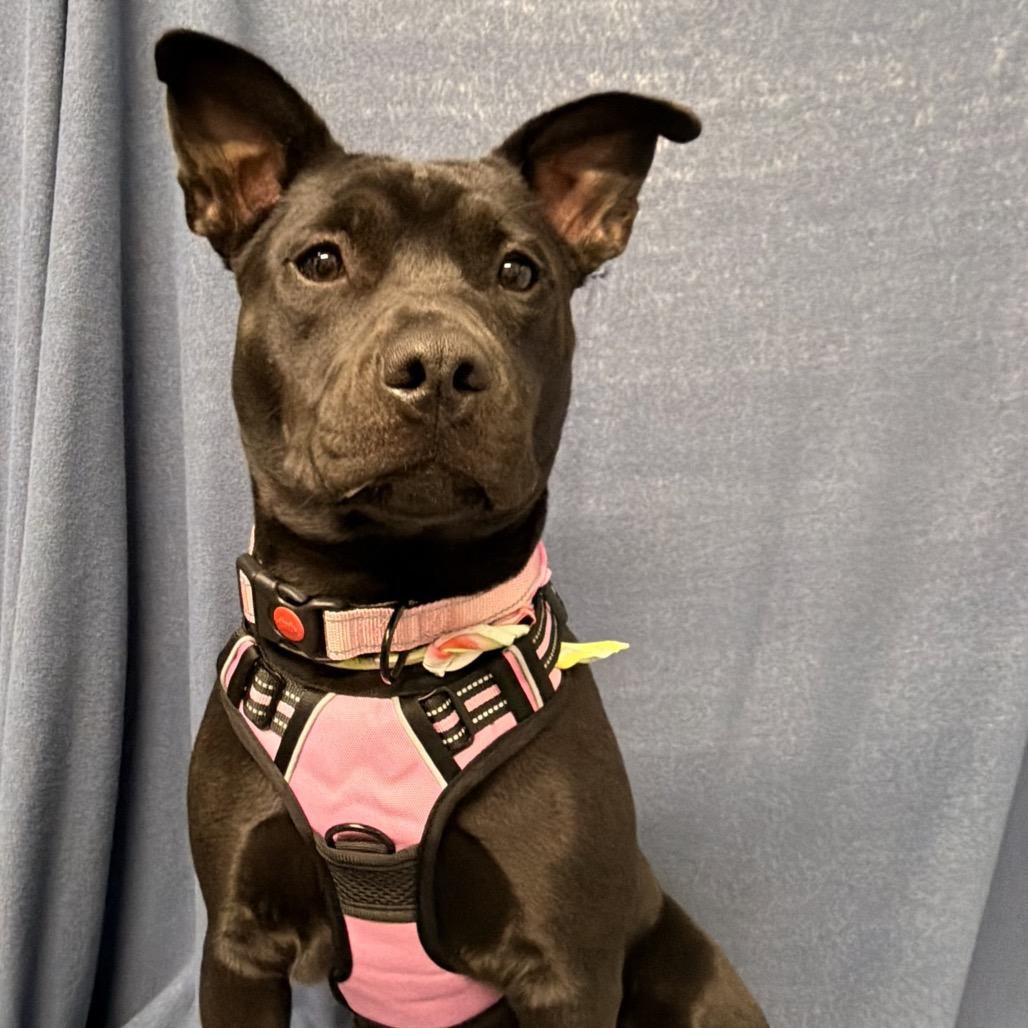 Enlarge Dani, a Adoptable mixed breed in Kokomo, IN image 2/6