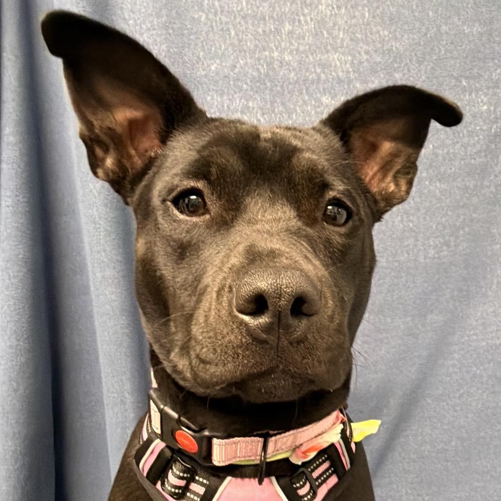 Enlarge Dani, a Adoptable mixed breed in Kokomo, IN image 3/6