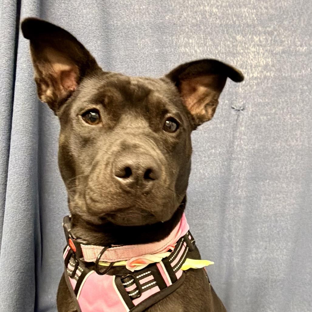 Enlarge Dani, a Adoptable mixed breed in Kokomo, IN image 4/6