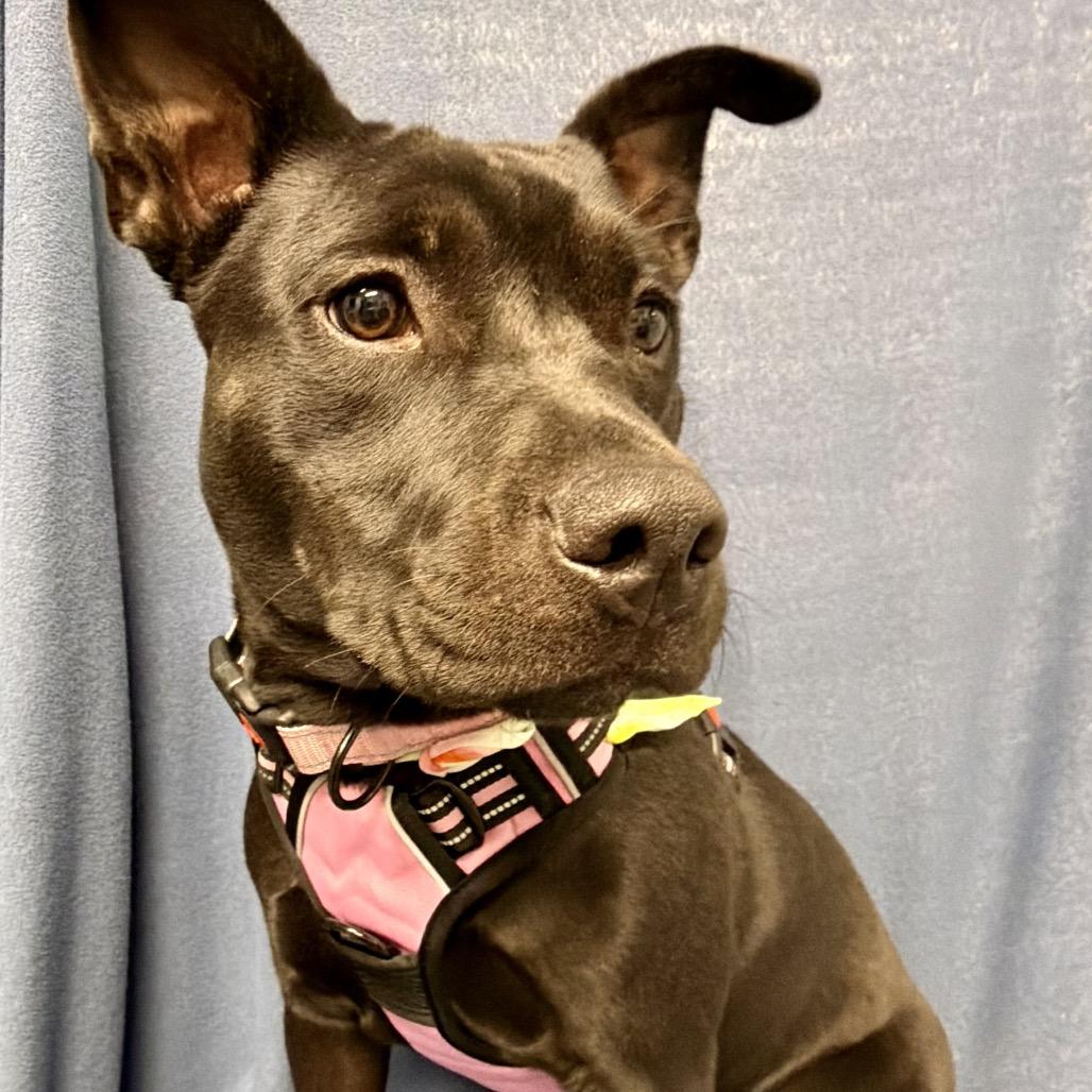 Enlarge Dani, a Adoptable mixed breed in Kokomo, IN image 5/6