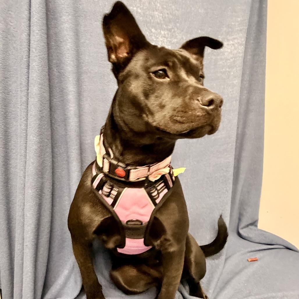 Enlarge Dani, a Adoptable mixed breed in Kokomo, IN image 6/6