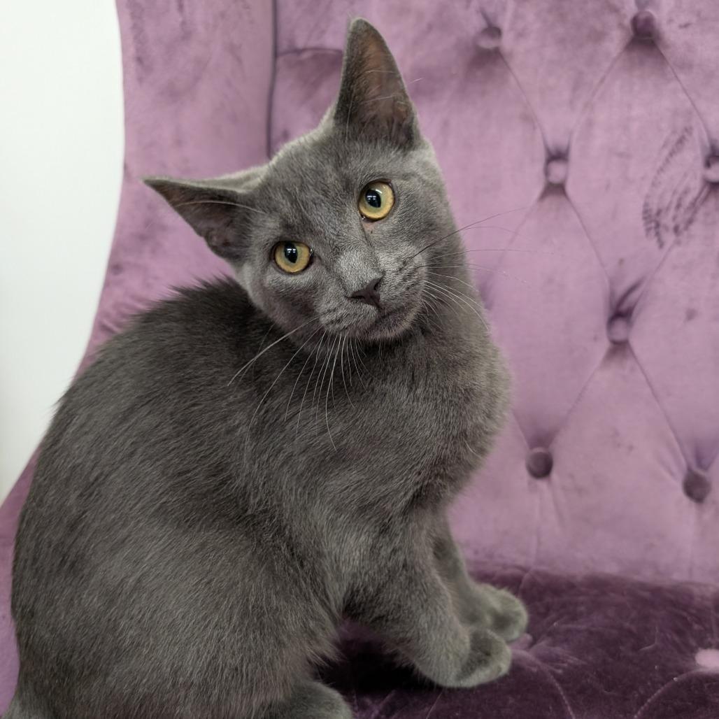 Mickey, Adoptable, Kitten Male Domestic Medium Hair.