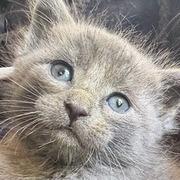 Enlarge Mickey, a Adoptable Domestic Medium Hair in Nowata, OK image 2/4