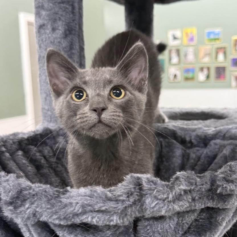 Enlarge Mickey, a Adoptable Domestic Medium Hair in Nowata, OK image 3/4