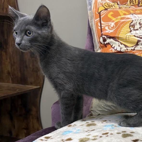 Enlarge Mickey, a Adoptable Domestic Medium Hair in Nowata, OK image 4/4