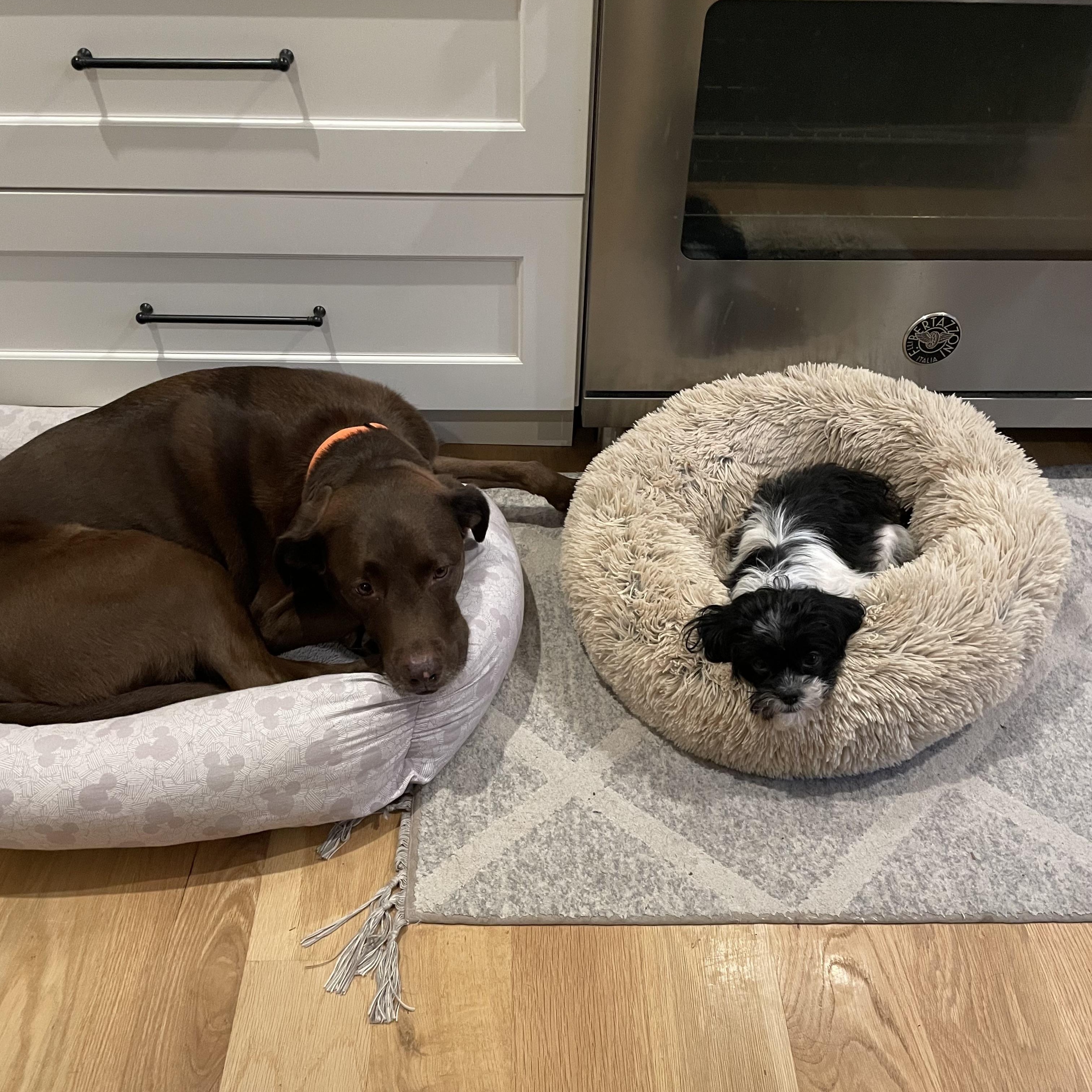 Enlarge Emmy, an adopted mixed breed in Oxford, MI image 5/6