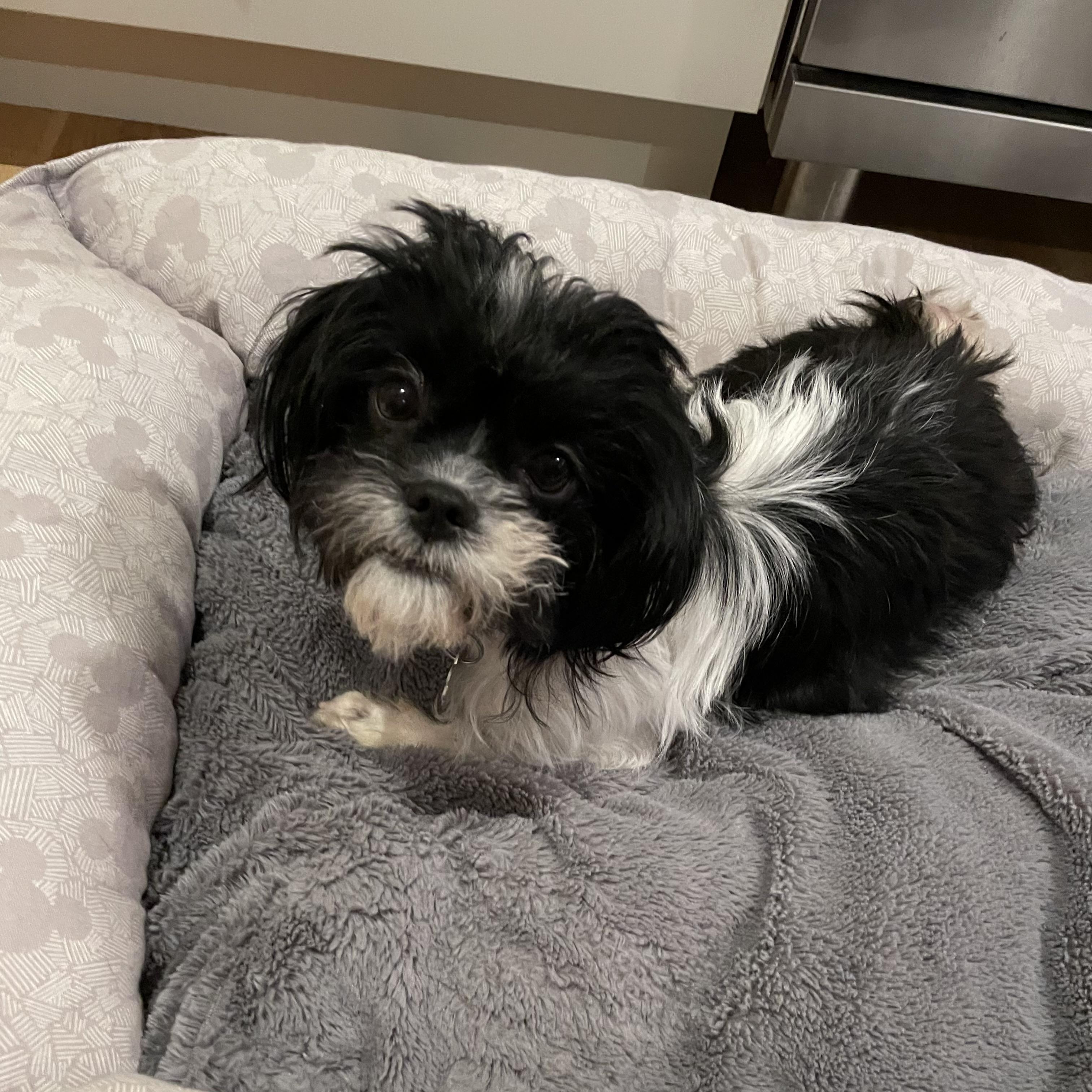 Enlarge Emmy, an adopted mixed breed in Oxford, MI image 3/6