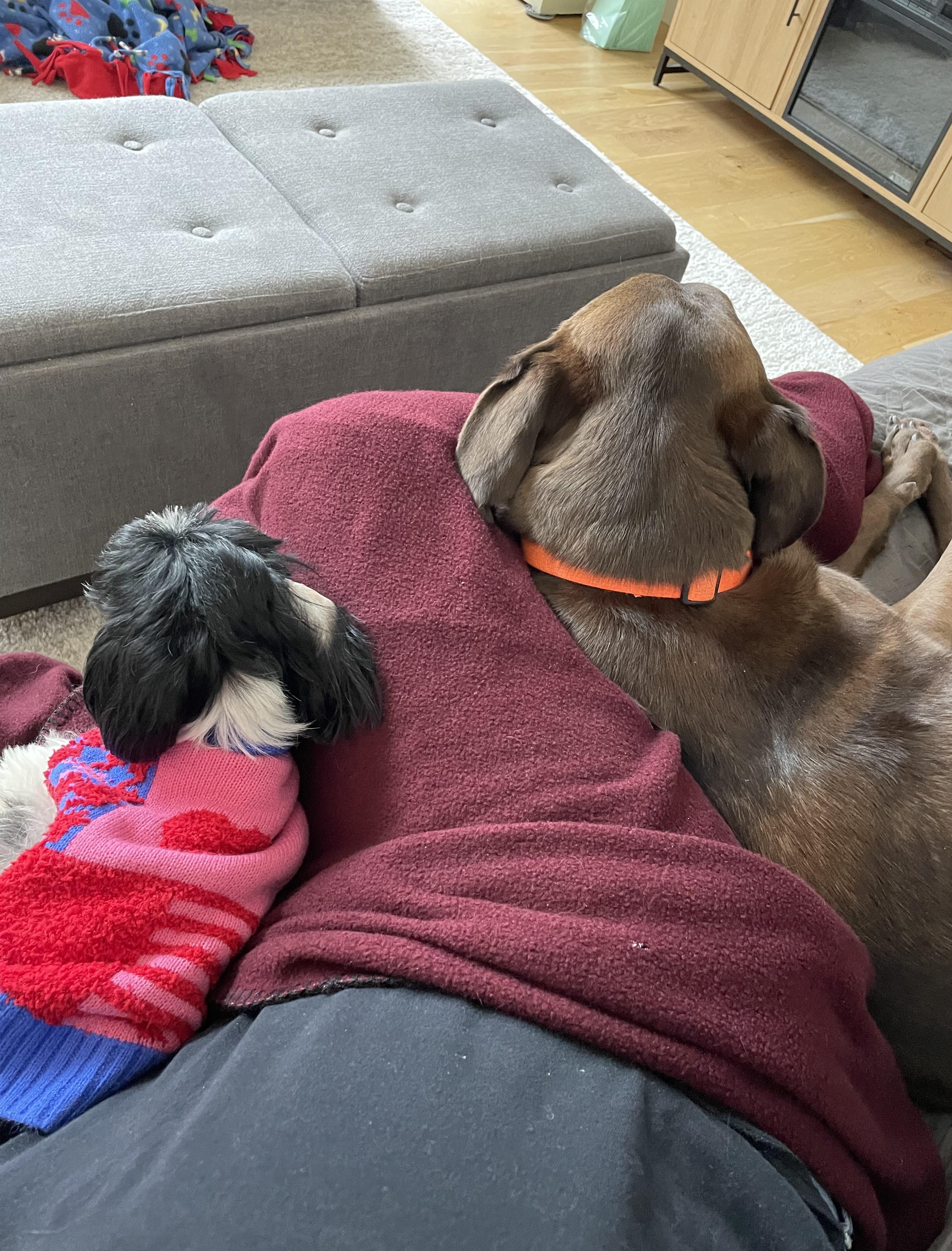 Enlarge Emmy, an adopted mixed breed in Oxford, MI image 4/6