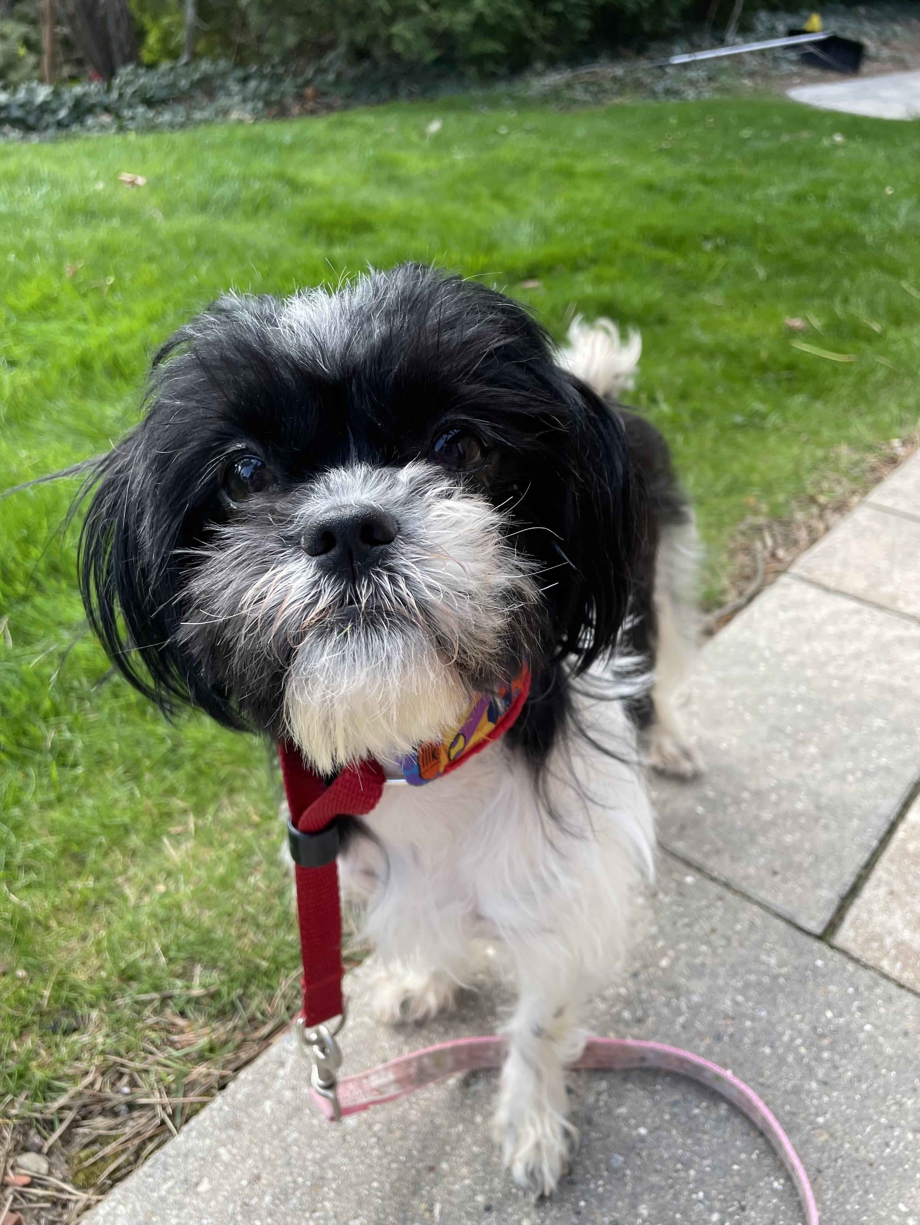 Emmy, adopted, Young Female Shih Tzu & Mixed Breed.