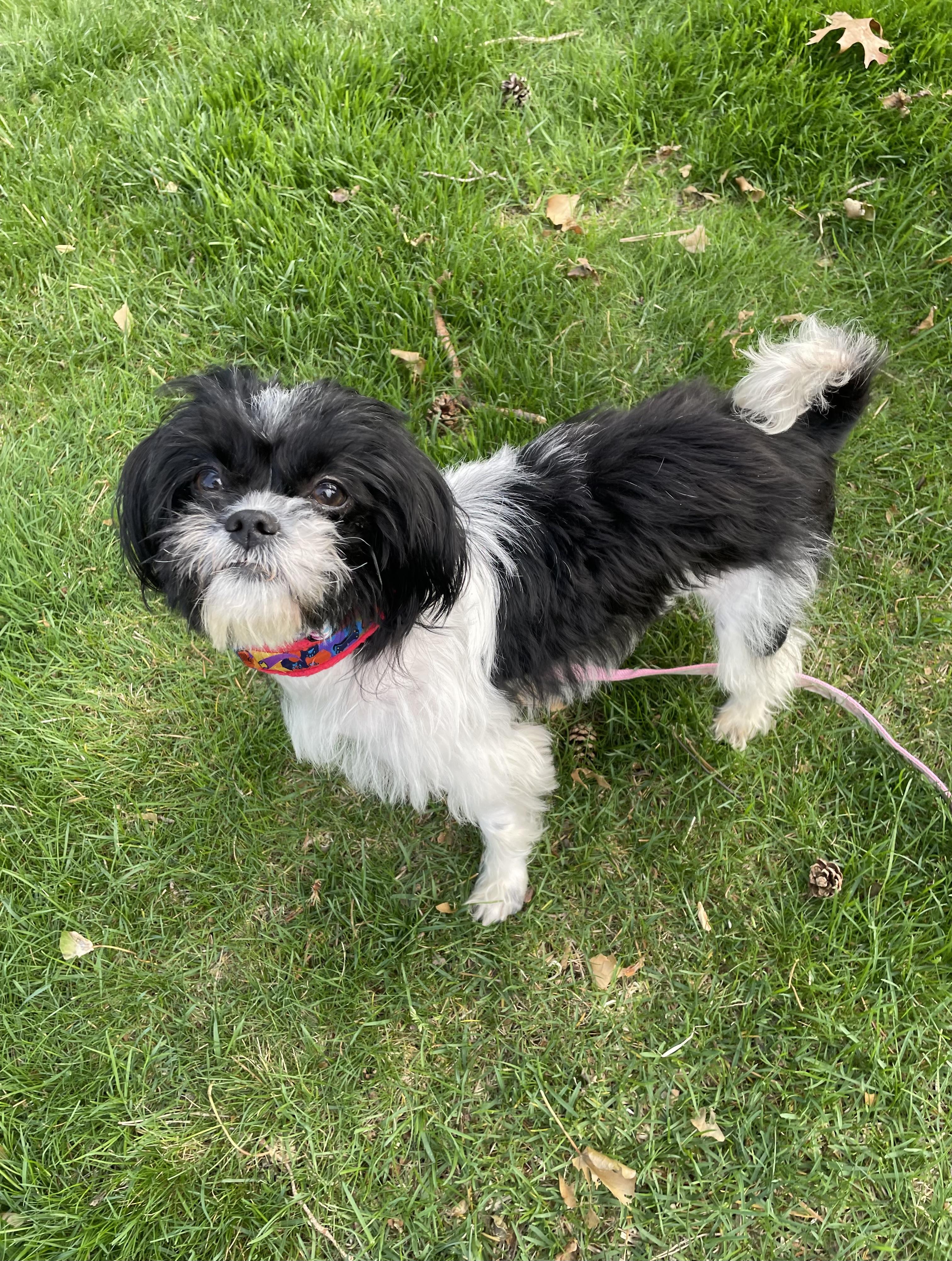 Enlarge Emmy, an adopted mixed breed in Oxford, MI image 2/6