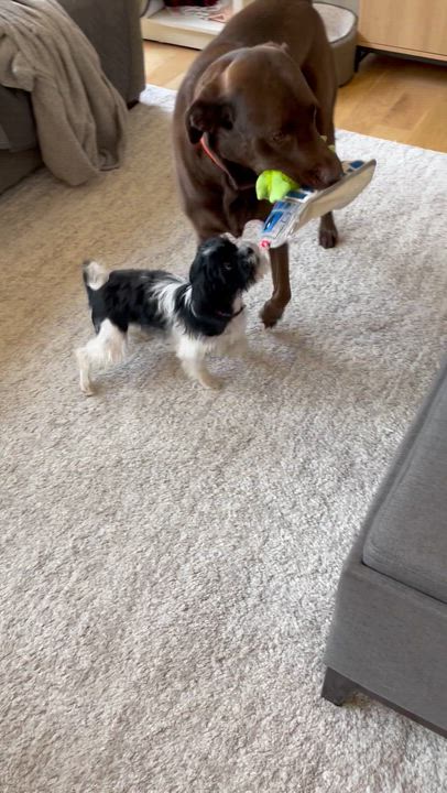 Enlarge Emmy, an adopted mixed breed in Oxford, MI video 6/6