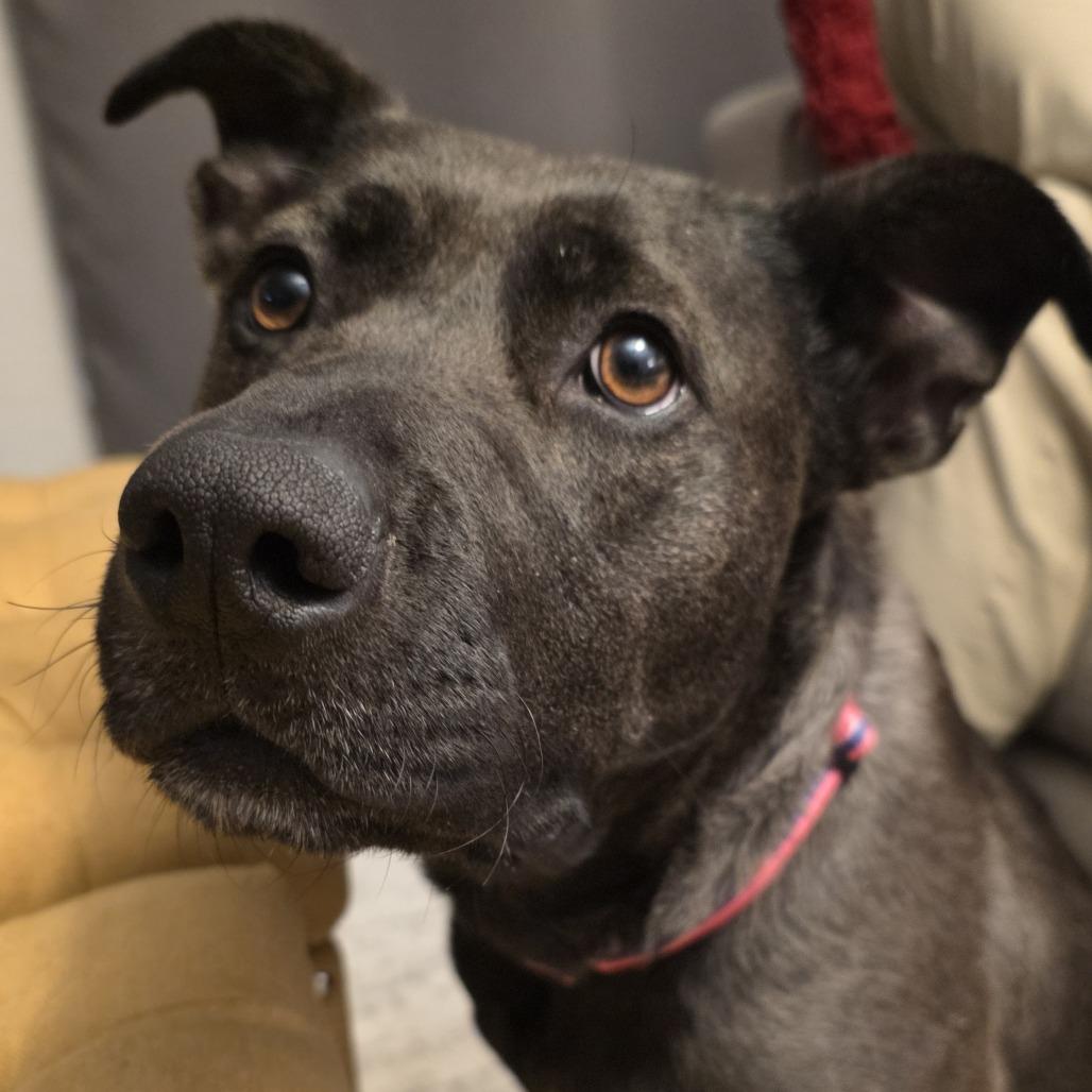 168 (2026) Romi, Adoptable, Adult Female Black Labrador Retriever & Pit Bull Terrier.