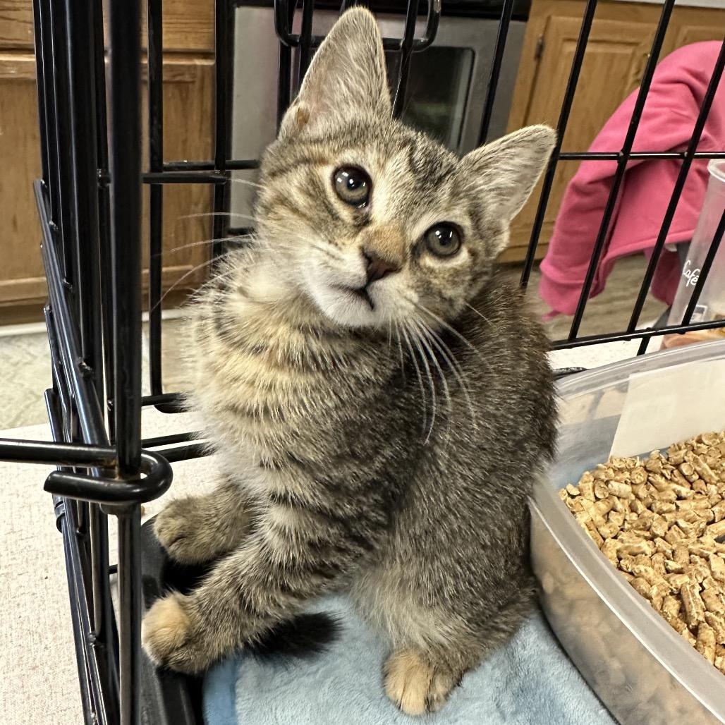 June Bug — thumbnail 2