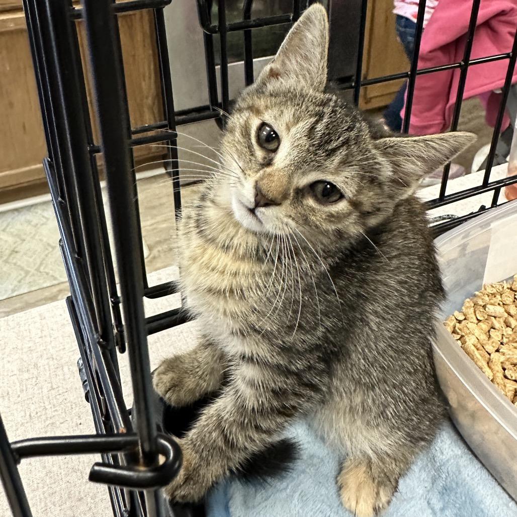 June Bug — thumbnail 3