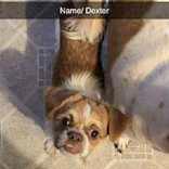 Dexter