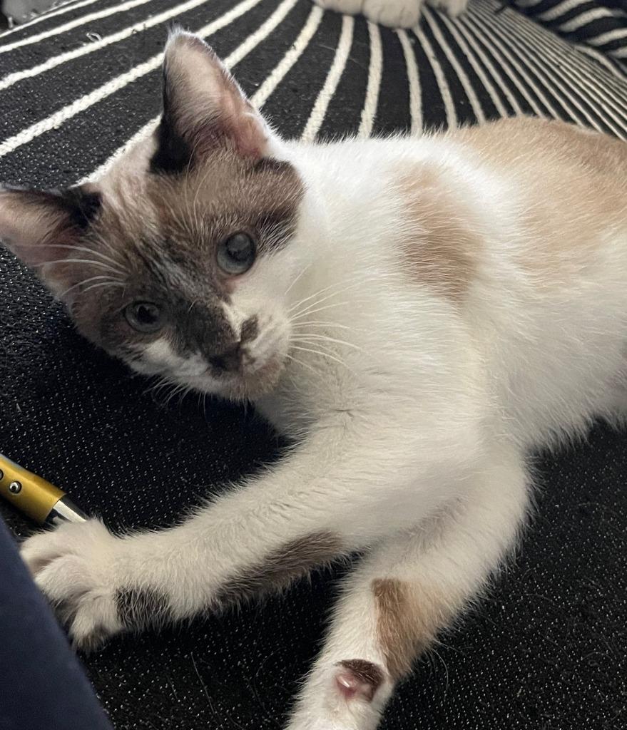 Ediko26, Adoptable, Kitten Female Snowshoe.