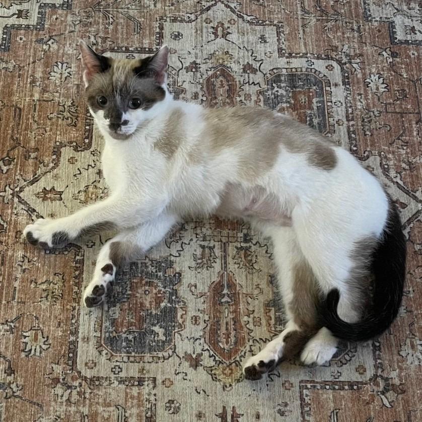 Enlarge Ediko26, a Adoptable Snowshoe in Youngsville, NC image 2/4