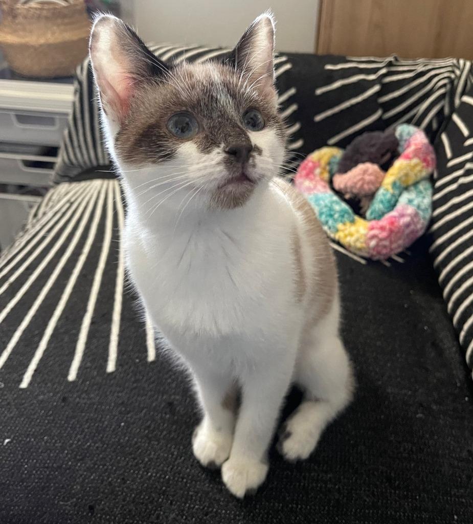 Enlarge Ediko26, a Adoptable Snowshoe in Youngsville, NC image 4/4