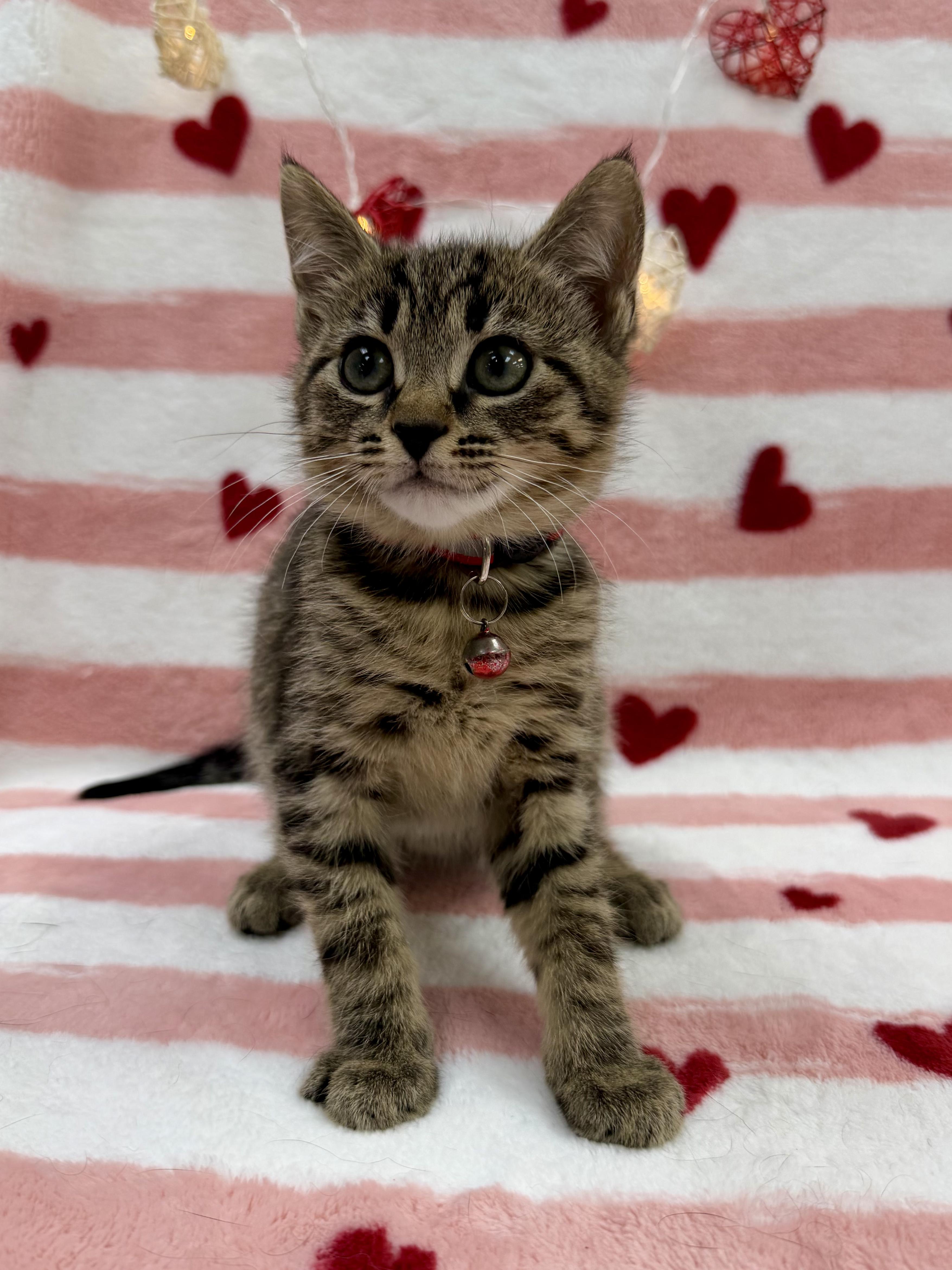 Enlarge Anko, an adopted Domestic Short Hair in Columbus, OH image 5/6