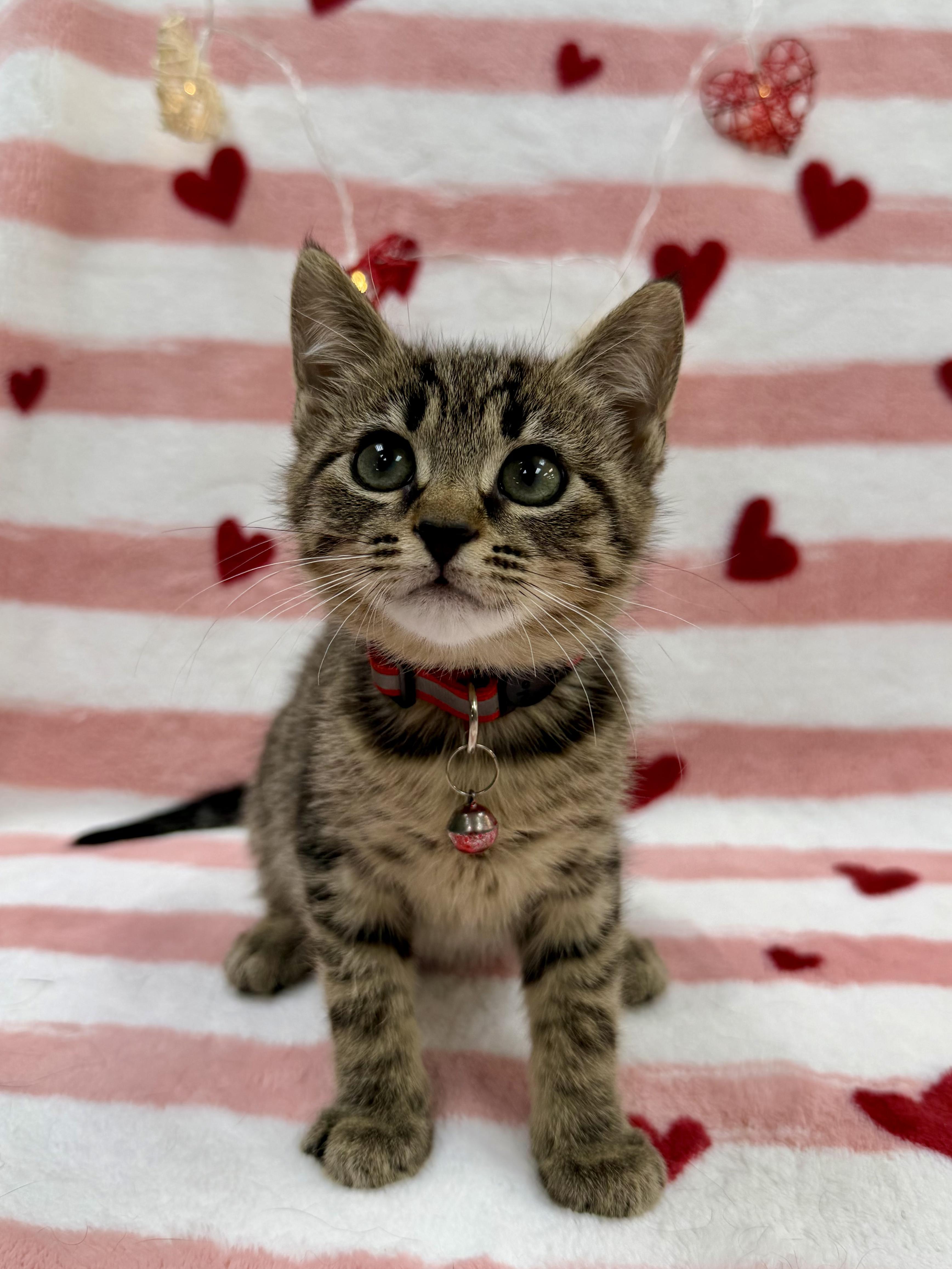 Enlarge Anko, an adopted Domestic Short Hair in Columbus, OH image 1/6