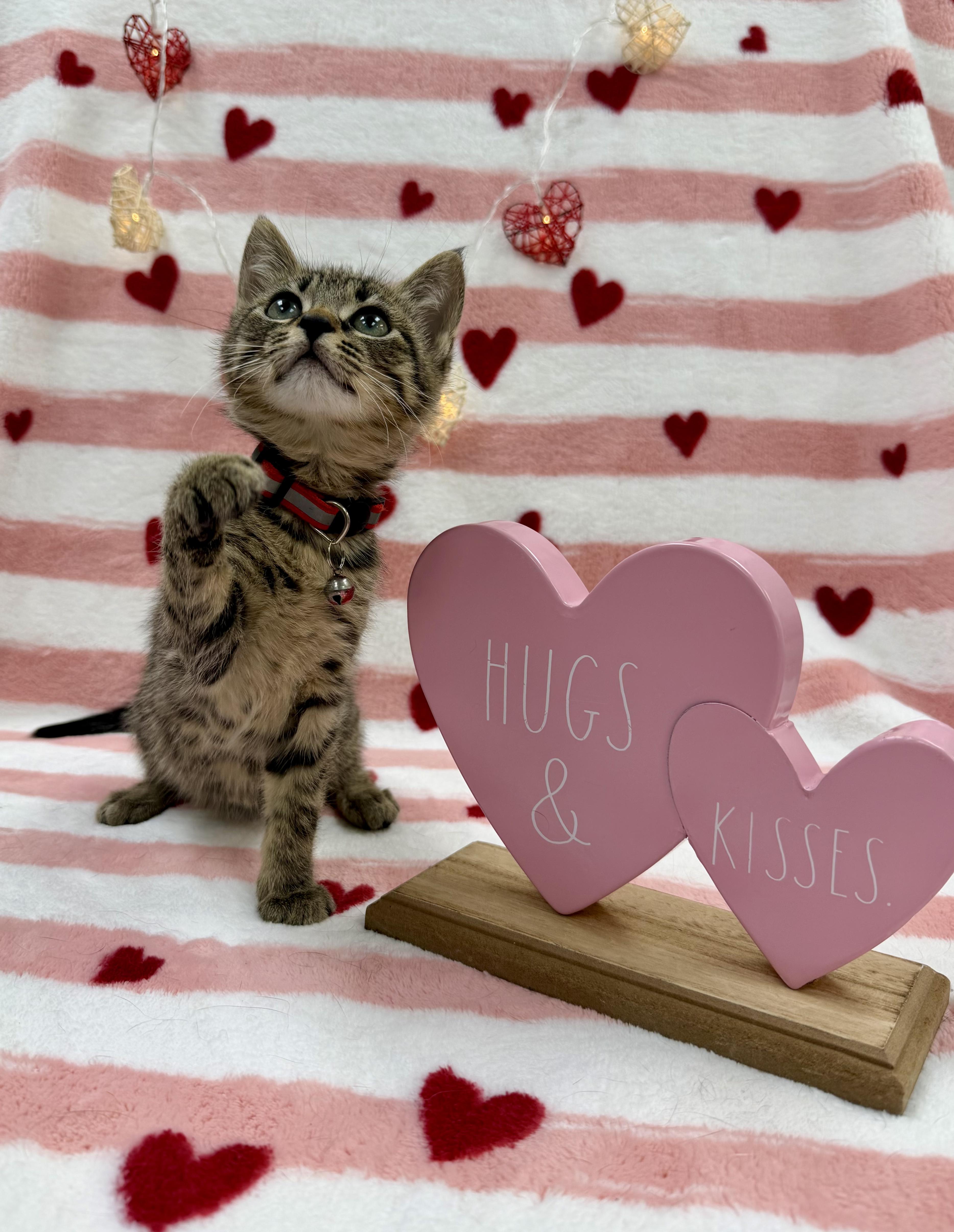 Enlarge Anko, an adopted Domestic Short Hair in Columbus, OH image 2/6