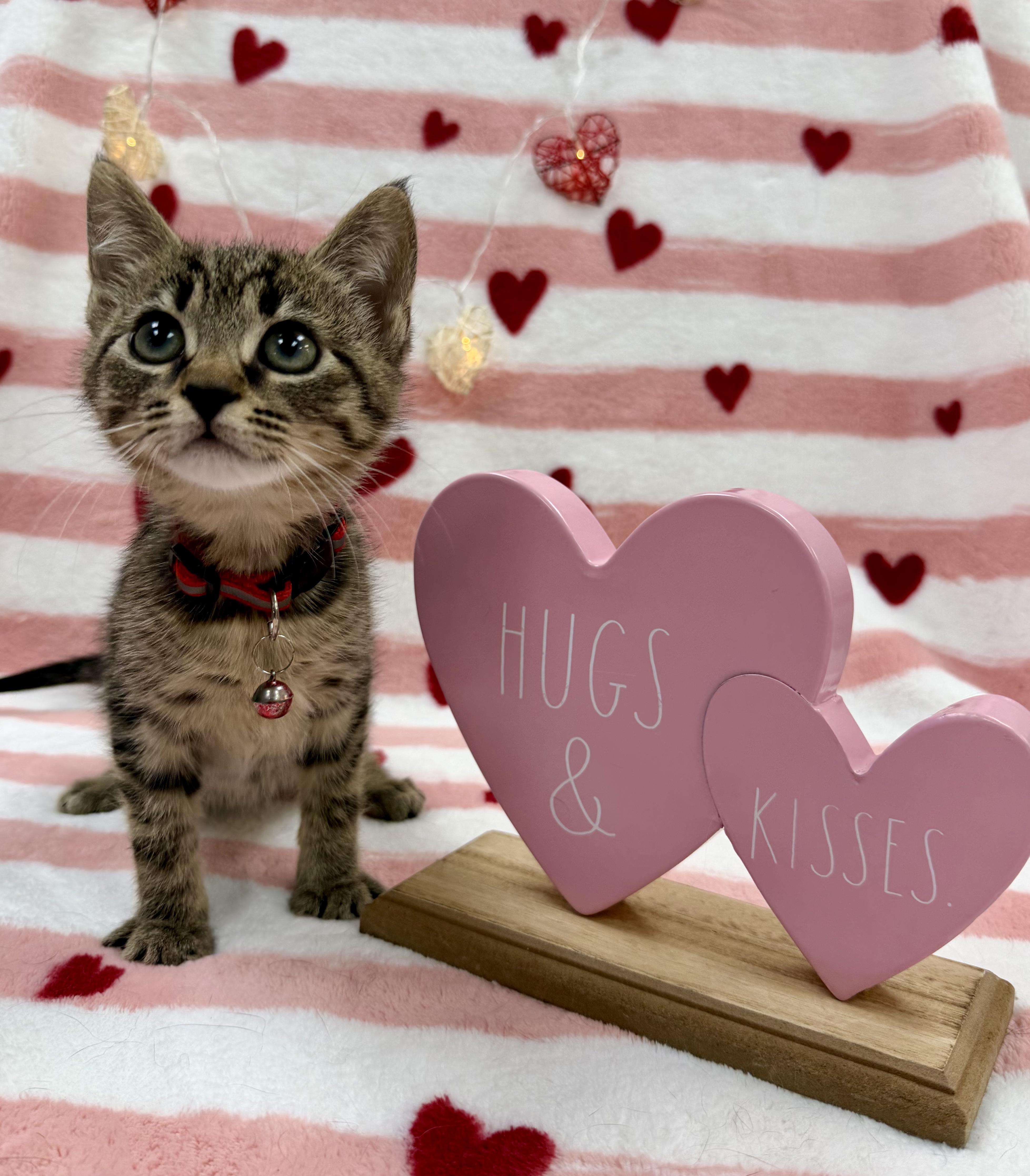 Enlarge Anko, an adopted Domestic Short Hair in Columbus, OH image 6/6