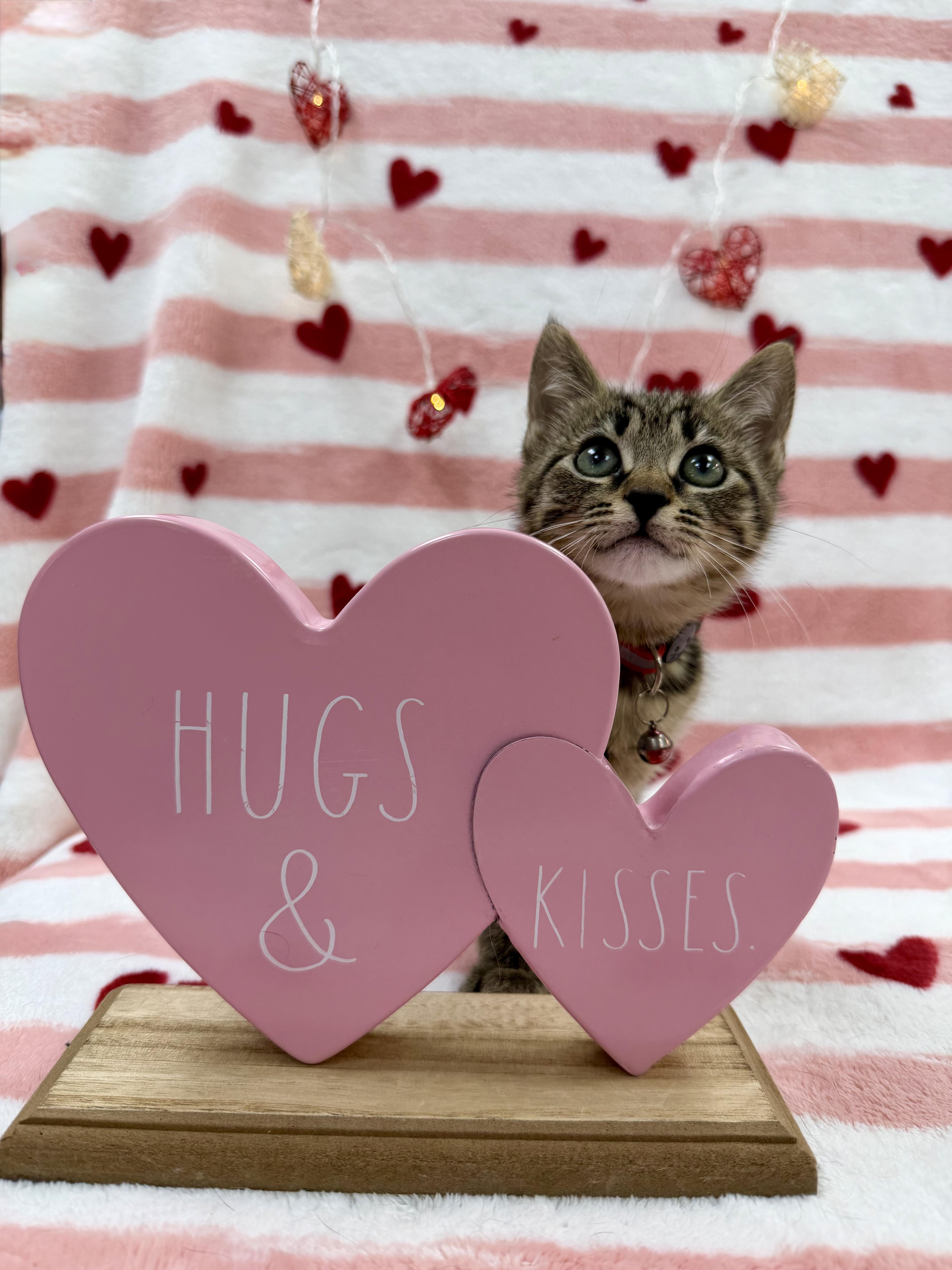 Enlarge Anko, an adopted Domestic Short Hair in Columbus, OH image 4/6