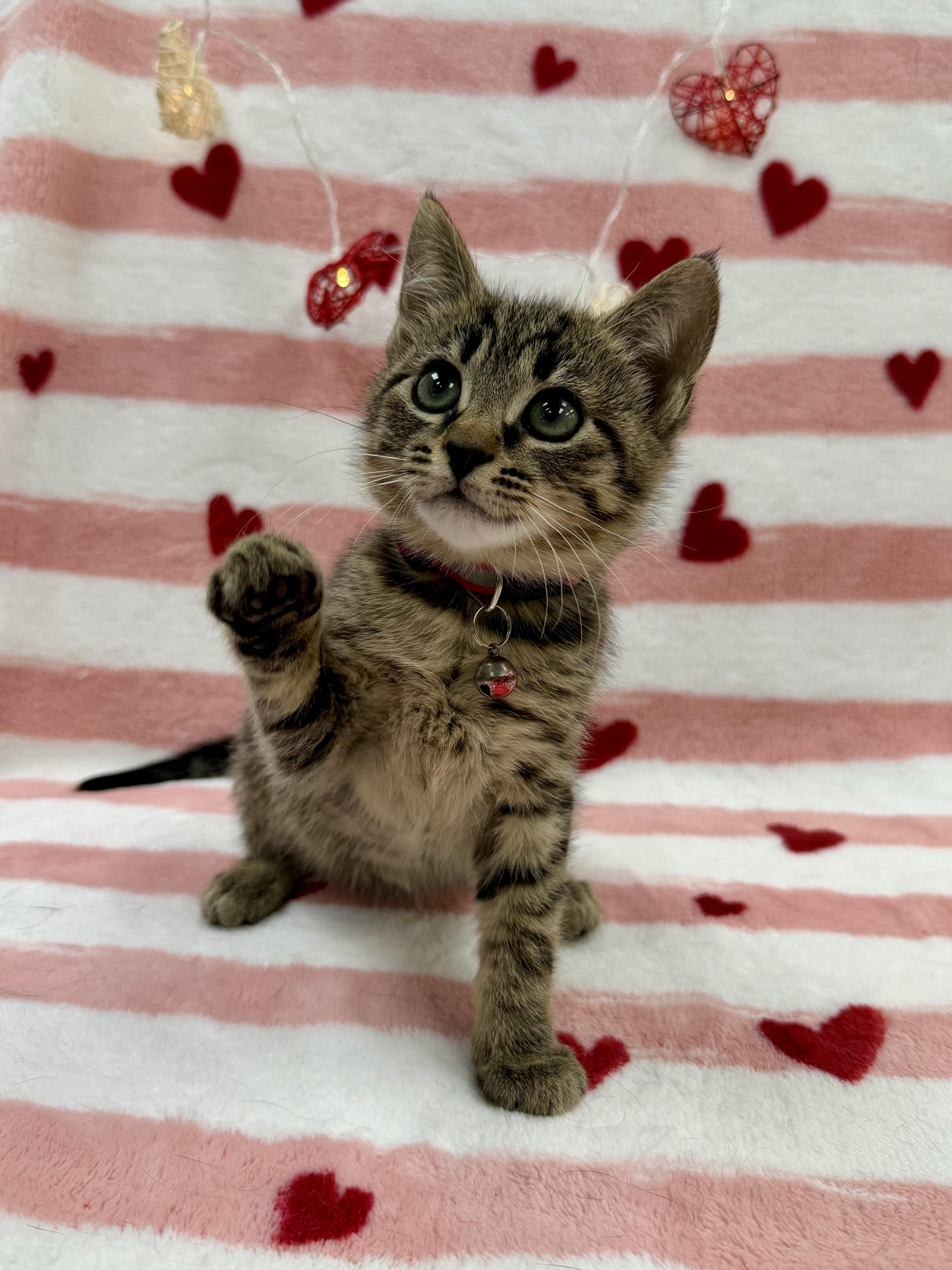 Enlarge Anko, an adopted Domestic Short Hair in Columbus, OH image 3/6