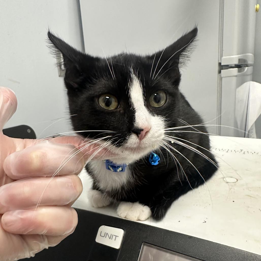 Sailor Moon, Adoptable, Kitten Female Domestic Short Hair.