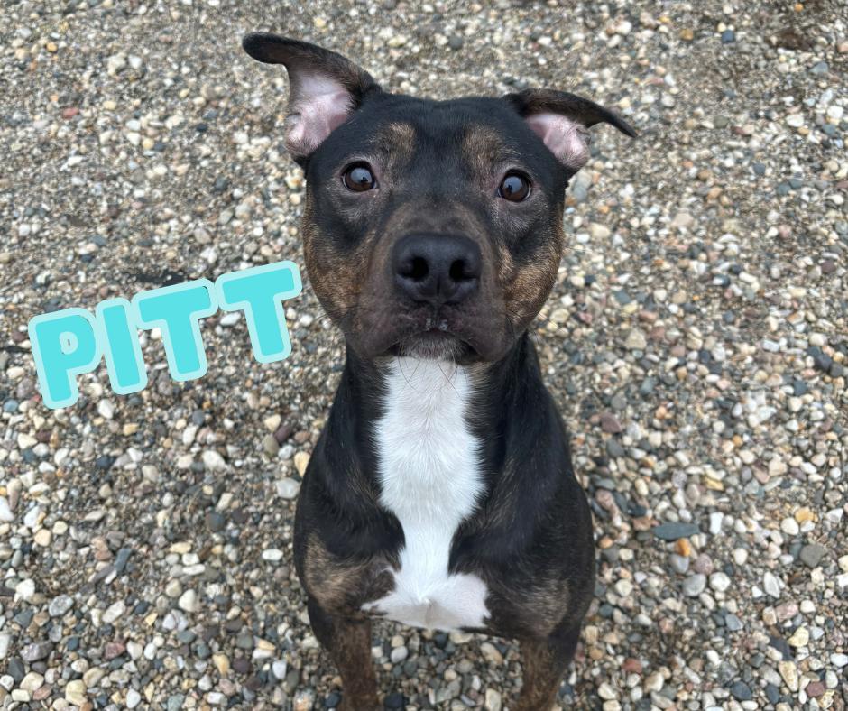 (Brad) Pitt, Adoptable, Adult Male Pit Bull Terrier.