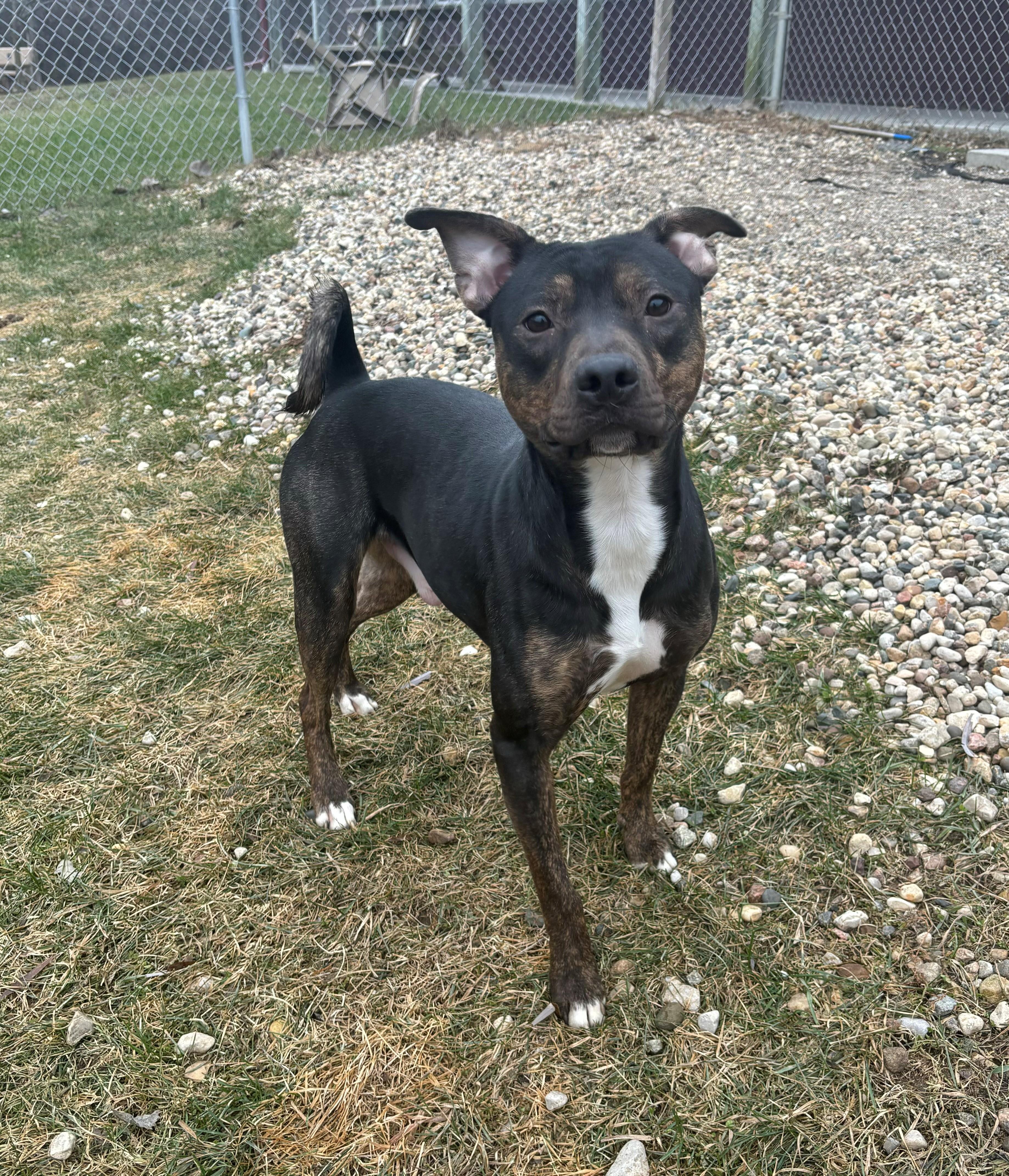 Enlarge (Brad) Pitt, a Adoptable Pit Bull Terrier in Nevada, IA image 2/3