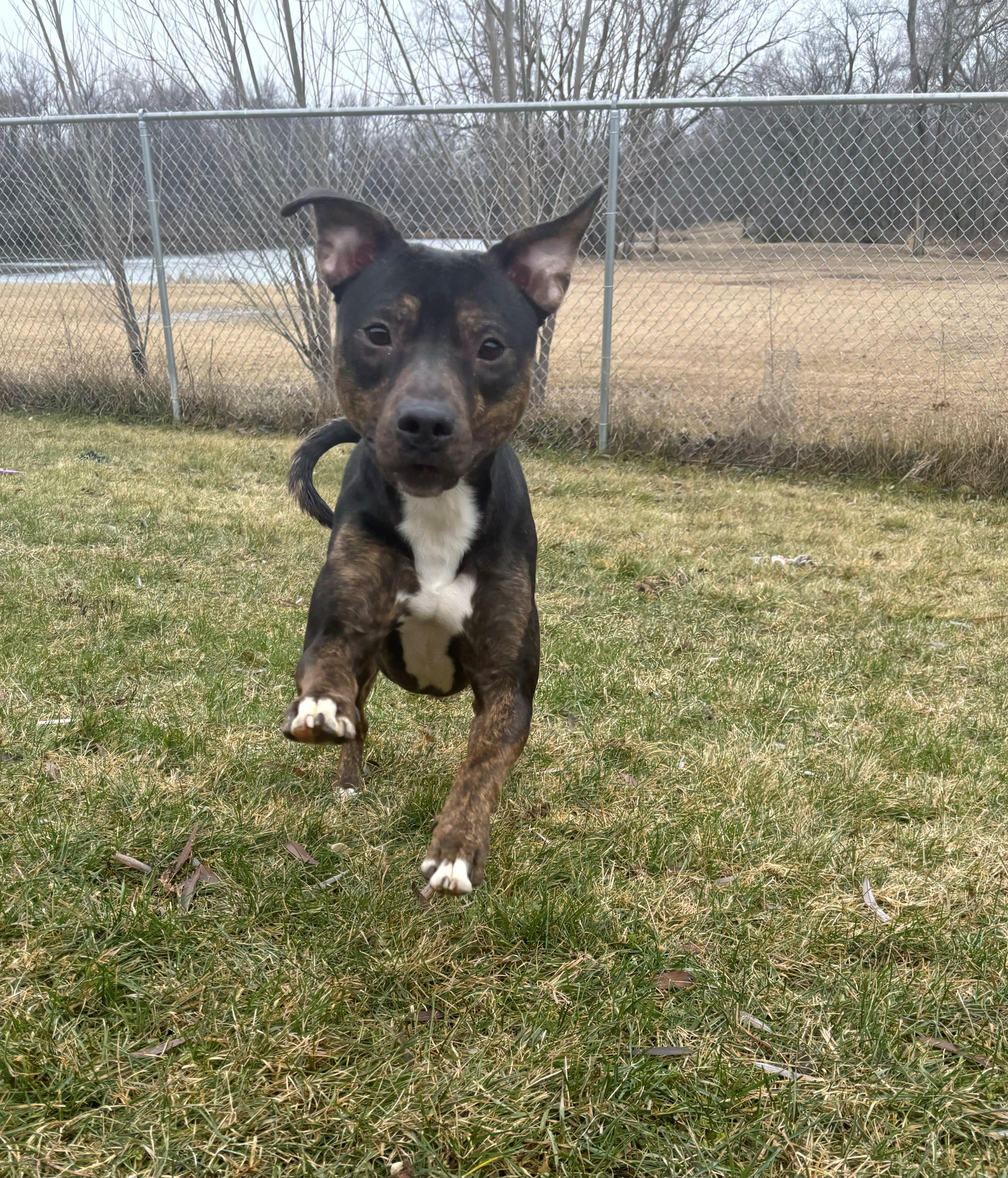 Enlarge (Brad) Pitt, a Adoptable Pit Bull Terrier in Nevada, IA image 3/3