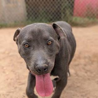 Herman, Adoptable, Adult Male Mixed Breed.