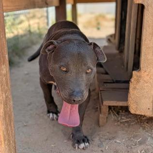 Enlarge Herman, a Adoptable Mixed Breed in North Charleston, SC image 2/3