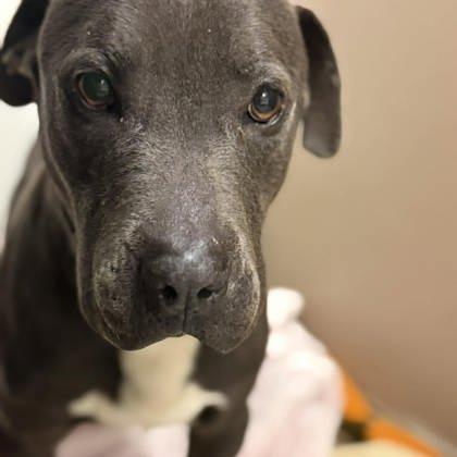 Enlarge Herman, a Adoptable Mixed Breed in North Charleston, SC image 3/3