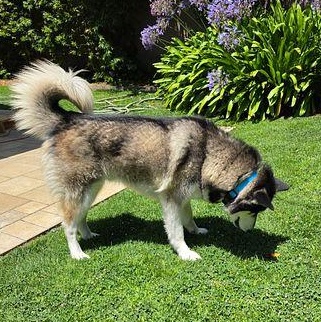 Sky Boy, a ADOPTABLE mixed breed in torrance, CA image 4/5