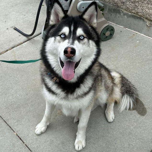 Sky Boy, a ADOPTABLE mixed breed in torrance, CA image 2/5