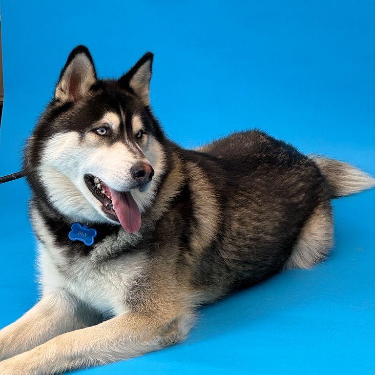 Sky Boy, ADOPTABLE, Young Male Husky & Alaskan Malamute.