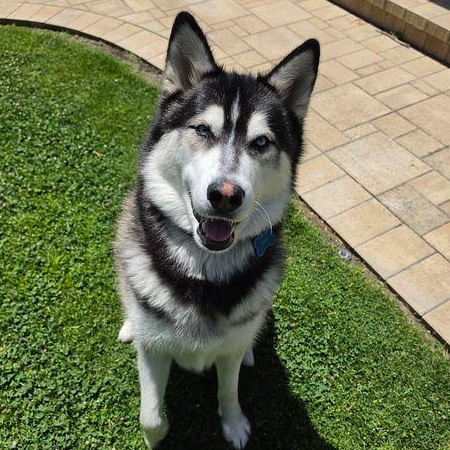 Sky Boy, a ADOPTABLE mixed breed in torrance, CA image 3/5