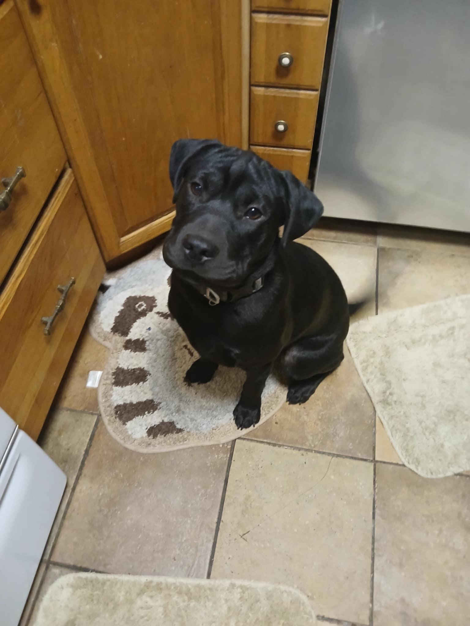 Bobby, Adopted, Young Male Black Labrador Retriever & Labrador Retriever.