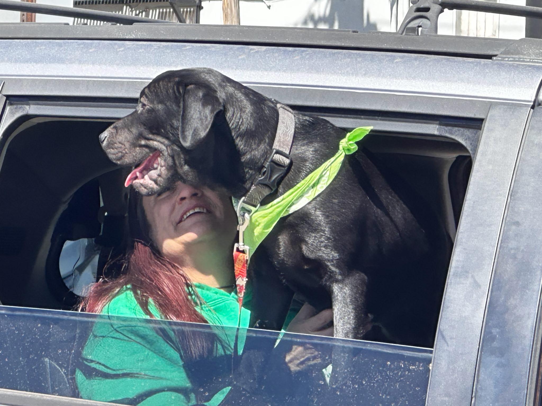 Bobby, a Adopted mixed breed in Leavenworth, KS image 2/6