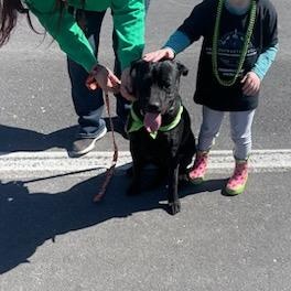 Bobby, a Adopted mixed breed in Leavenworth, KS image 3/6