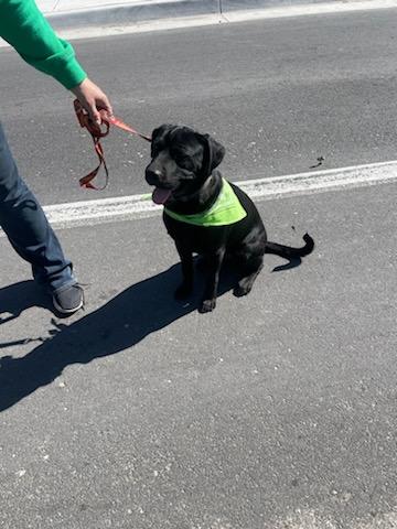 Bobby, a Adopted mixed breed in Leavenworth, KS image 4/6