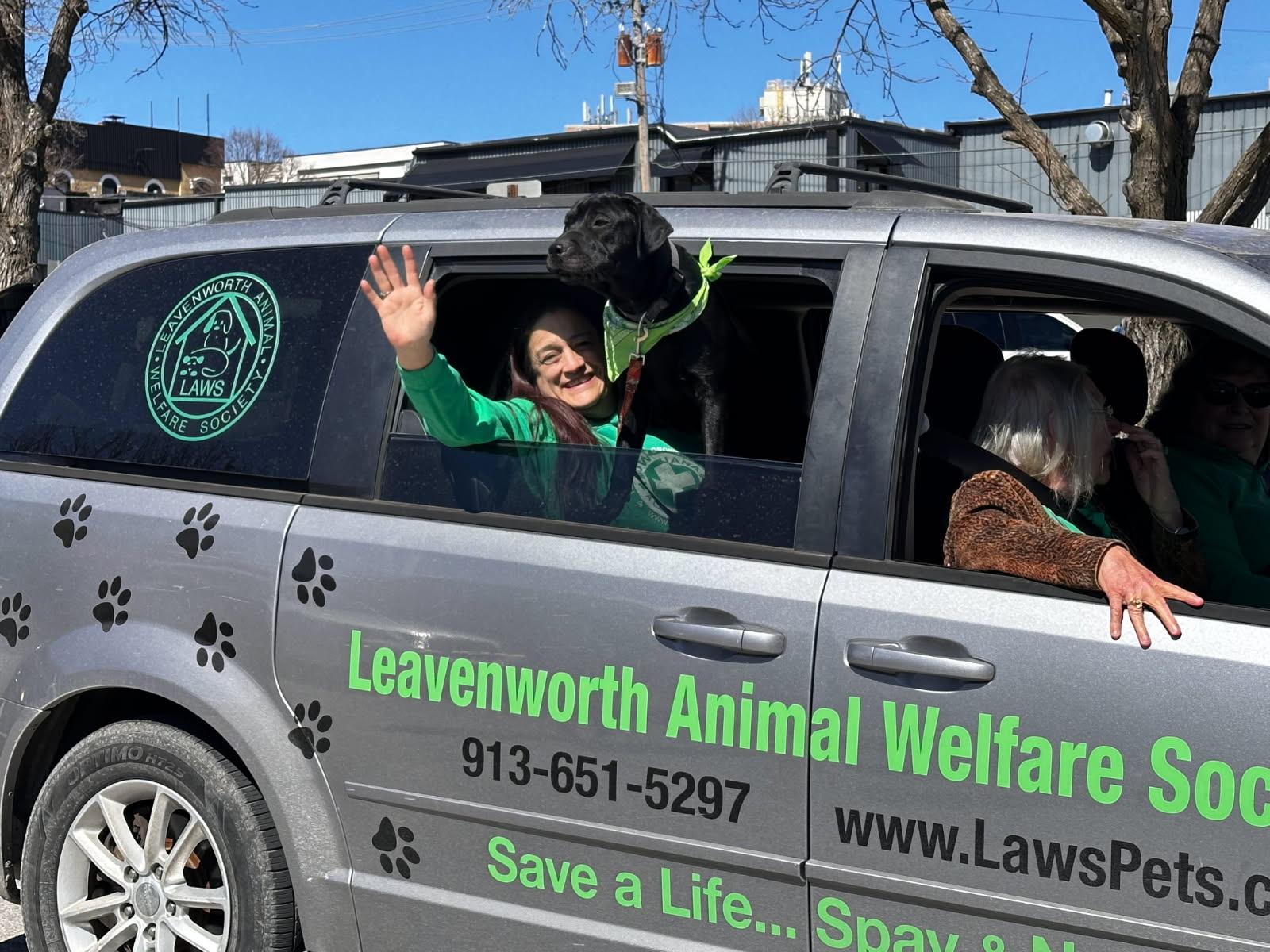 Bobby, a Adopted mixed breed in Leavenworth, KS image 5/6