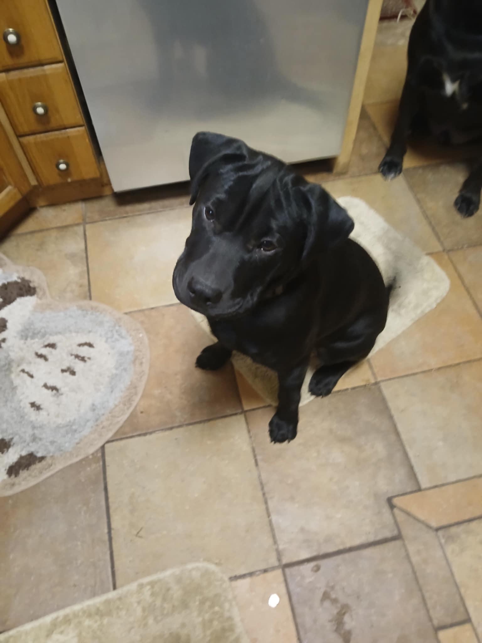 Bobby, a Adopted mixed breed in Leavenworth, KS image 6/6