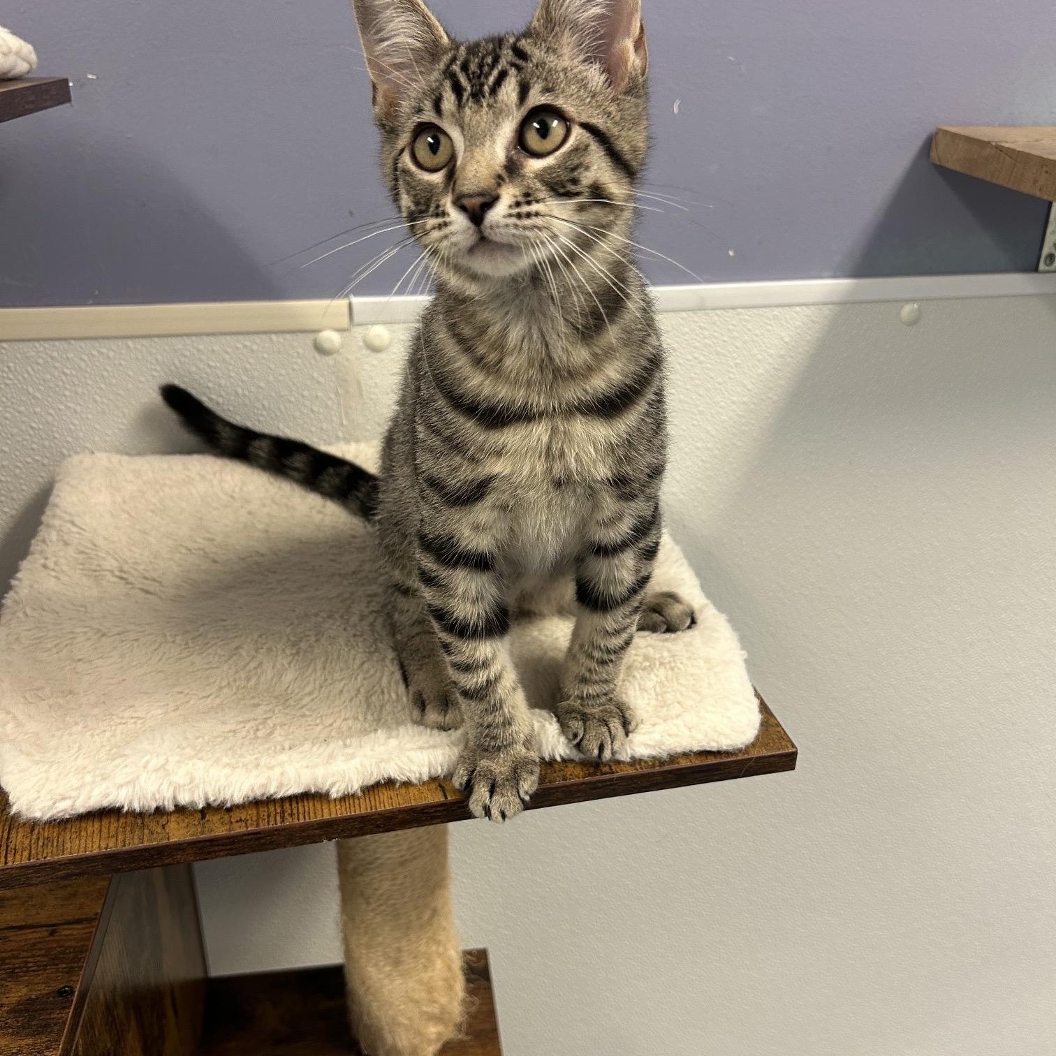 MARCUS, a ADOPTABLE mixed breed in Wilmington, OH image 3/5