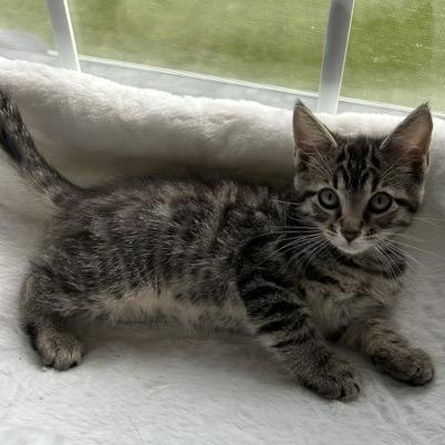 MARCUS, a ADOPTABLE mixed breed in Wilmington, OH image 5/5